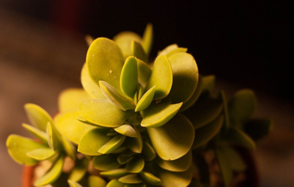 Detailed close-up of a jade plant succulent with vibrant green leaves against a dark background.
